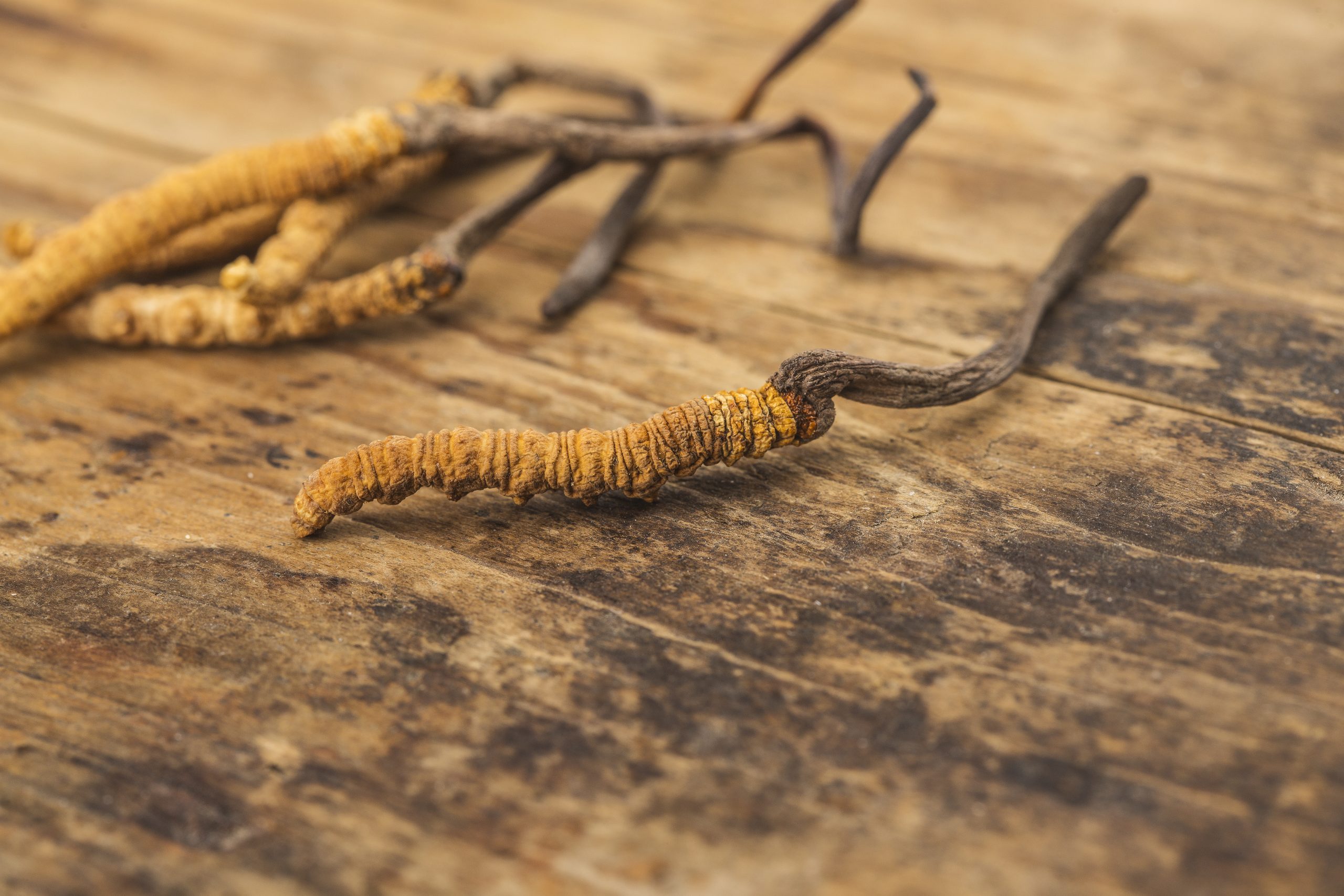 The Effects Of Cordyceps Mushroom In Treating ED & Cleaning Blood Vessels
